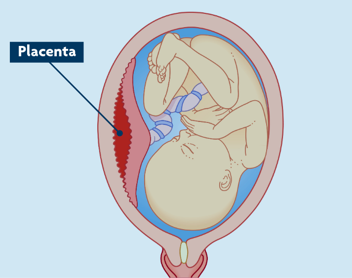 placenta